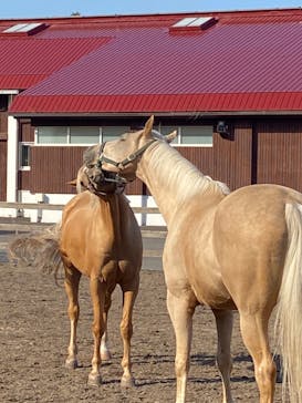 ノーザンホースパークに投稿された画像（2020/10/9）