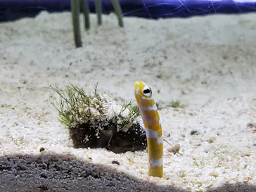 すみだ水族館に投稿された画像（2020/10/9）