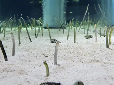 すみだ水族館に投稿された画像（2020/10/9）