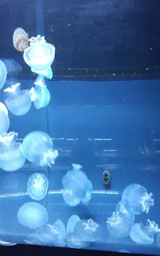 すみだ水族館に投稿された画像（2020/10/9）