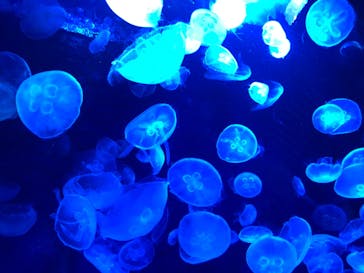 サンシャイン水族館に投稿された画像（2020/10/9）