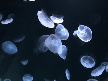 サンシャイン水族館に投稿された画像（2020/10/9）