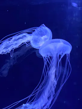 すみだ水族館に投稿された画像（2020/10/9）