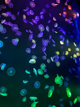 すみだ水族館に投稿された画像（2020/10/9）