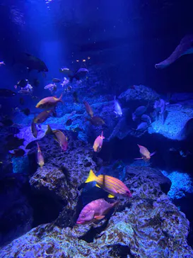 すみだ水族館に投稿された画像（2020/10/9）