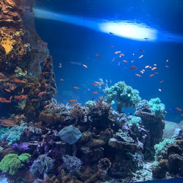 サンシャイン水族館に投稿された画像（2020/10/9）