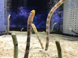 すみだ水族館に投稿された画像（2020/10/10）