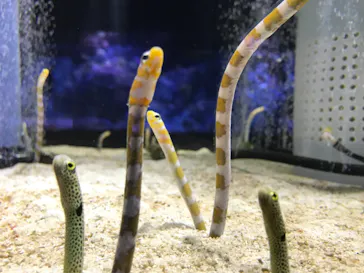 すみだ水族館に投稿された画像（2020/10/9）