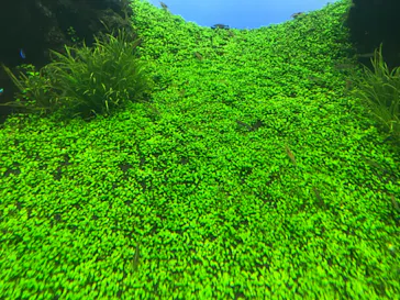 すみだ水族館に投稿された画像（2020/10/9）