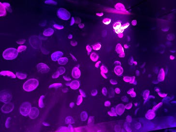 サンシャイン水族館に投稿された画像（2020/10/10）