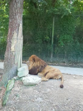 群馬サファリパークに投稿された画像（2020/10/10）