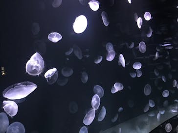 サンシャイン水族館に投稿された画像（2020/10/10）