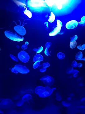 サンシャイン水族館に投稿された画像（2020/10/10）