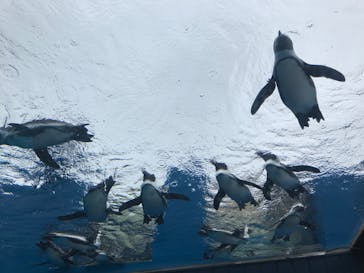 サンシャイン水族館に投稿された画像（2020/10/10）