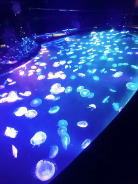 すみだ水族館に投稿された画像（2020/10/10）