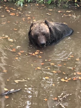 サホロリゾート　ベア･マウンテンに投稿された画像（2020/10/10）