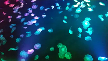 すみだ水族館に投稿された画像（2020/10/10）