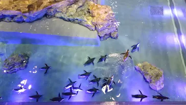 すみだ水族館に投稿された画像（2020/10/10）