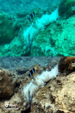 SeaJack divefamily （シージャック）に投稿された画像（2020/10/10）