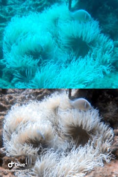 SeaJack divefamily （シージャック）に投稿された画像（2020/10/10）