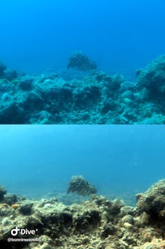 SeaJack divefamily （シージャック）に投稿された画像（2020/10/10）