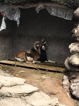 天王寺動物園に投稿された画像（2020/10/10）