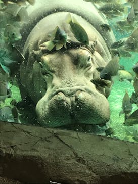 天王寺動物園に投稿された画像（2020/10/10）