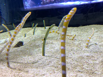 すみだ水族館に投稿された画像（2020/10/10）
