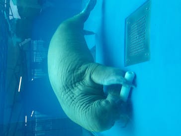 鳥羽水族館に投稿された画像（2020/10/10）