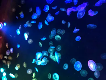 すみだ水族館に投稿された画像（2020/10/10）