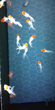 すみだ水族館に投稿された画像（2020/10/10）