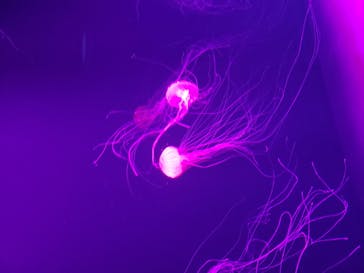 サンシャイン水族館に投稿された画像（2020/10/10）