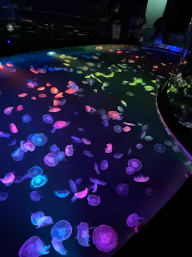 すみだ水族館に投稿された画像（2020/10/10）