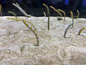 すみだ水族館に投稿された画像（2020/10/10）