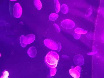 サンシャイン水族館に投稿された画像（2020/10/11）