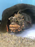 仙台うみの杜水族館に投稿された画像（2020/10/11）