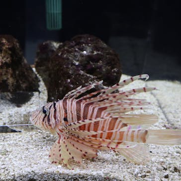 京都水族館に投稿された画像（2020/10/11）