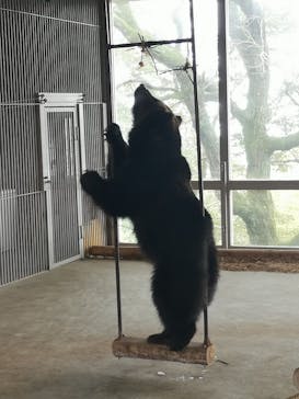 のぼりべつクマ牧場に投稿された画像（2020/10/11）