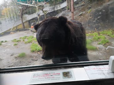 のぼりべつクマ牧場に投稿された画像（2020/10/11）