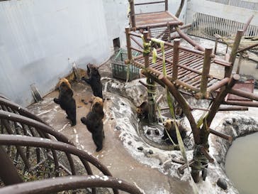 のぼりべつクマ牧場に投稿された画像（2020/10/11）