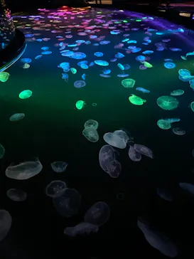 すみだ水族館に投稿された画像（2020/10/11）