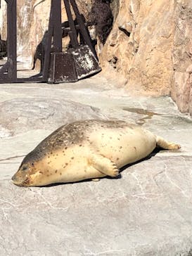 旭川市旭山動物園に投稿された画像（2020/10/11）