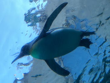 旭川市旭山動物園に投稿された画像（2020/10/11）