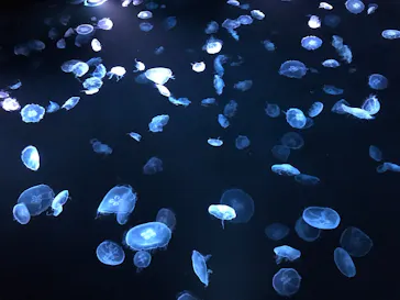 すみだ水族館に投稿された画像（2020/10/11）