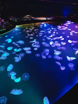 すみだ水族館に投稿された画像（2020/10/11）