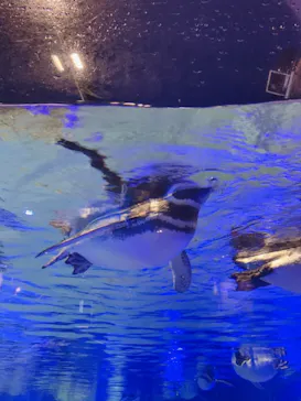 すみだ水族館に投稿された画像（2020/10/11）