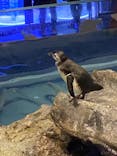 すみだ水族館に投稿された画像（2020/10/11）