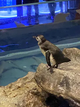 すみだ水族館に投稿された画像（2020/10/11）
