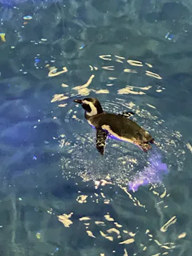 すみだ水族館に投稿された画像（2020/10/11）