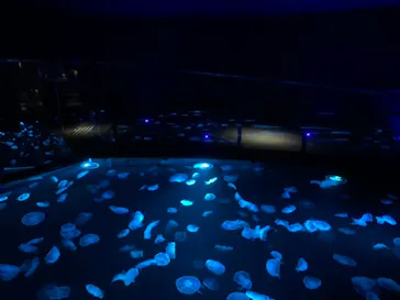 すみだ水族館に投稿された画像（2020/10/11）